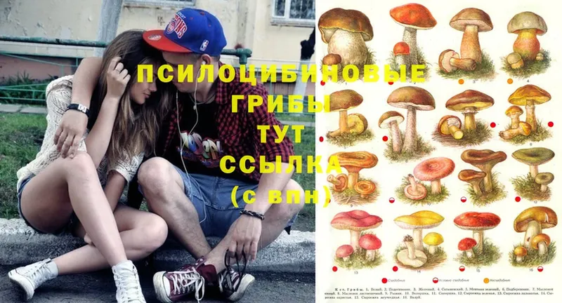 mega рабочий сайт  Майский  Псилоцибиновые грибы Psilocybe 